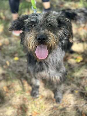 JUDIT – das kleine, fröhliche Energiebündel, Mischling - Hündin