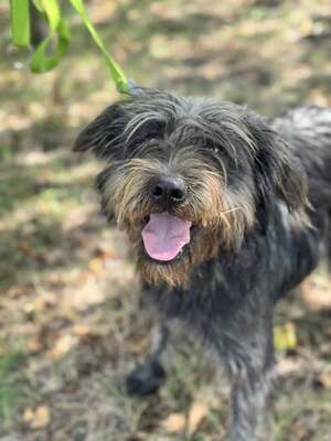 JUDIT – das kleine, fröhliche Energiebündel, Mischling - Hündin