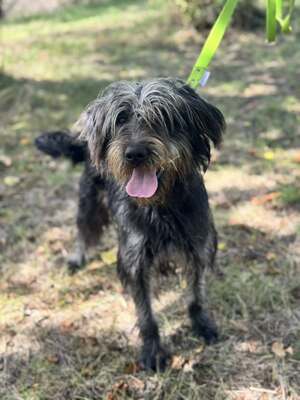 JUDIT – das kleine, fröhliche Energiebündel, Mischling - Hündin