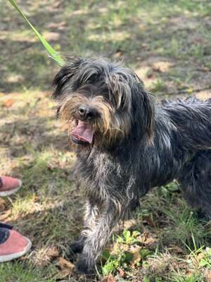 JUDIT – das kleine, fröhliche Energiebündel, Mischling - Hündin