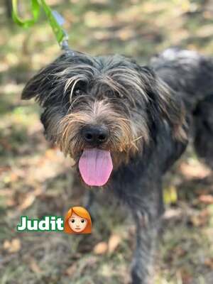 JUDIT – fröhliche Junghündin