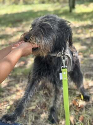 JUDIT – fröhliche Junghündin, Mischling - Hündin
