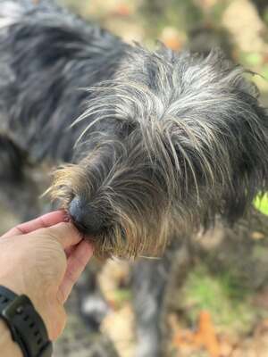 JUDIT – fröhliche Junghündin, Mischling - Hündin