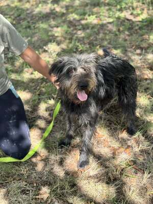 JUDIT – fröhliche Junghündin, Mischling - Hündin