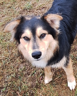 JULINO - Traumhund sucht Zuhause, Mischling - Rüde