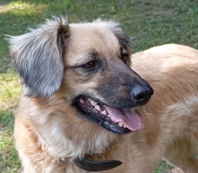 JULY S282, Mischling - Hündin