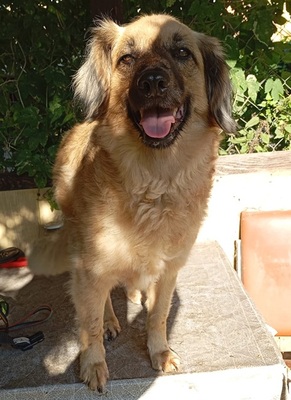 JULY S282, Mischling - Hündin