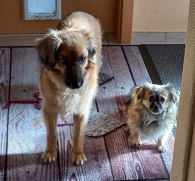 JULY S282, Mischling - Hündin