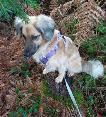 JULY S282, Mischling - Hündin