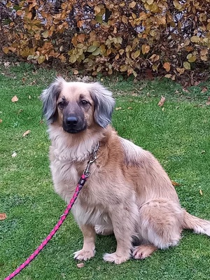 JULY S282, Mischling - Hündin