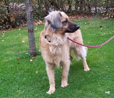 JULY S282, Mischling - Hündin