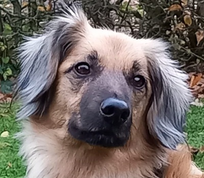 JULY S283, Mischling - Hündin