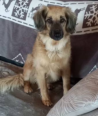 JULY S283, Mischling - Hündin