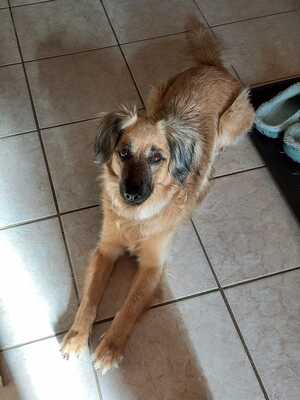 JULY S283, Mischling - Hündin