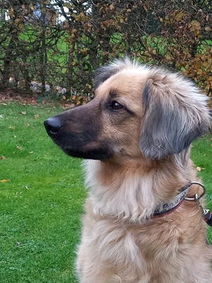 JULY S283, Mischling - Hündin