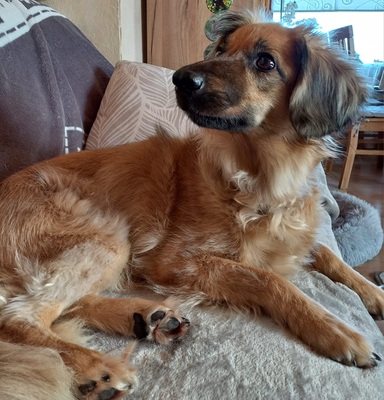 JULY S283, Mischling - Hündin