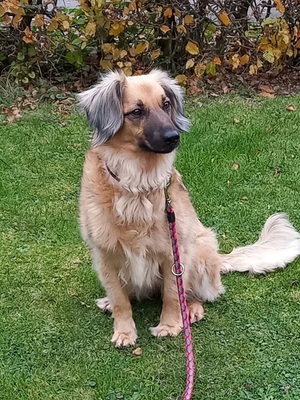 JULY S283, Mischling - Hündin