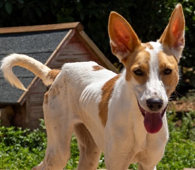 JUNA, Podenco-Mischling - Hündin