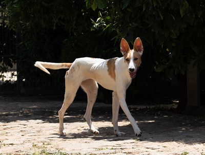 JUNA, Podenco-Mischling - Hündin