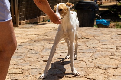 JUNA, Podenco-Mischling - Hündin