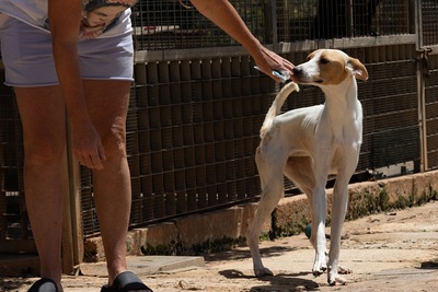 JUNA, Podenco-Mischling - Hündin