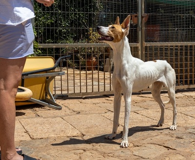 JUNA, Podenco-Mischling - Hündin