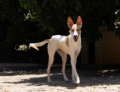 JUNA, Podenco-Mischling - Hündin