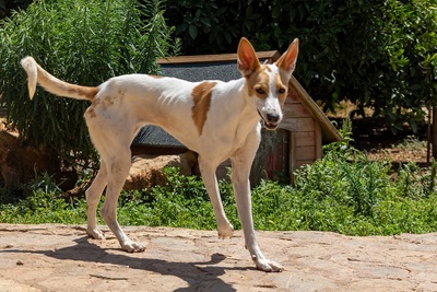 JUNA, Podenco-Mischling - Hündin