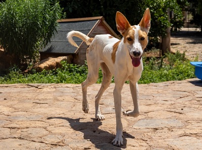 JUNA, Podenco-Mischling - Hündin