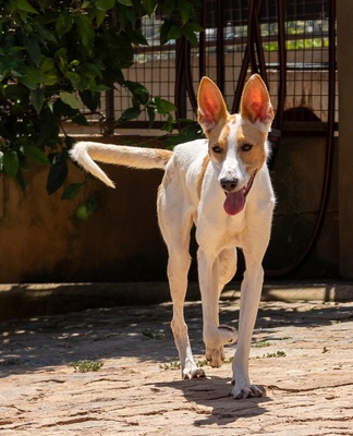 JUNA, Podenco-Mischling - Hündin