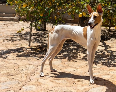 JUNA, Podenco-Mischling - Hündin