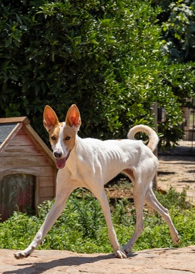 JUNA, Podenco-Mischling - Hündin