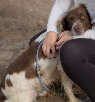 JUNI, Spaniel-Mischling - Rüde