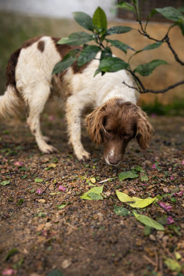 JUNI, Spaniel-Mischling - Rüde
