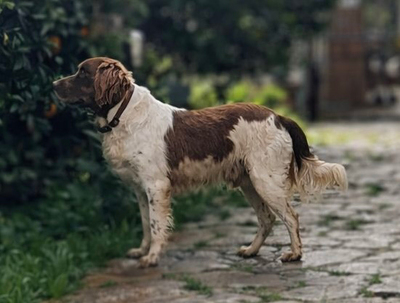 JUNI, Spaniel-Mischling - Rüde
