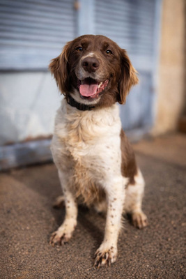 JUNI, Spaniel-Mischling - Rüde