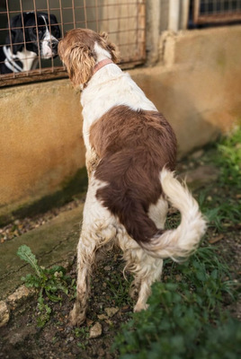 JUNI, Spaniel-Mischling - Rüde