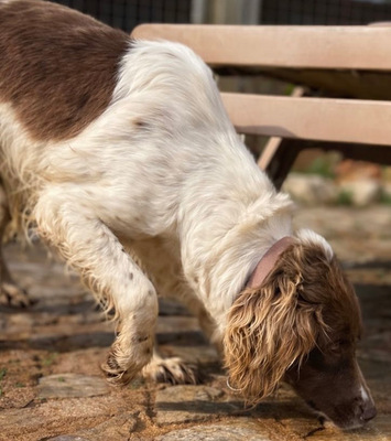 JUNI, Spaniel-Mischling - Rüde