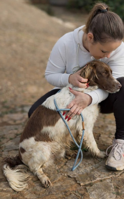 JUNI, Spaniel-Mischling - Rüde
