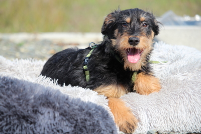 Jaci, Mischling Welpen - Rüde