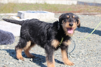 Jaci, Mischling Welpen - Rüde