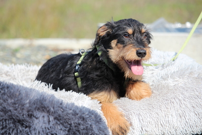 Jaci, Mischling Welpen - Rüde