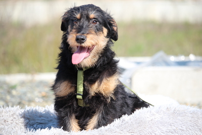 Jaci, Mischling Welpen - Rüde