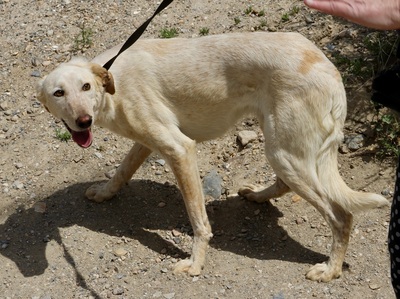 Jacinto, Mix - Rüde