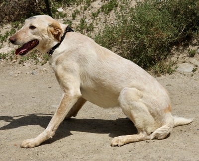 Jacinto, Mix - Rüde