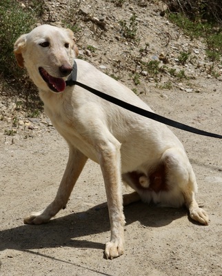 Jacinto, Mix - Rüde