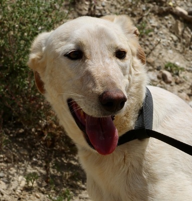 Jacinto, Mix - Rüde