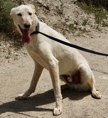 Jacinto, Mix - Rüde