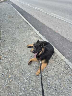 Jack, Alt Deutscher Schäferhund - Rüde