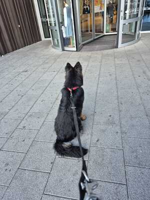 Jack, Alt Deutscher Schäferhund - Rüde
